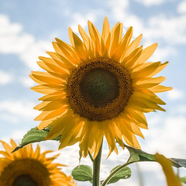 Blooming flower transformation