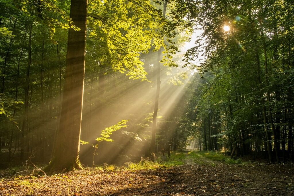 what is past life regression